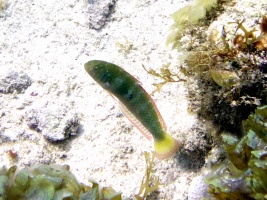 Green Razorfish IMG 3395